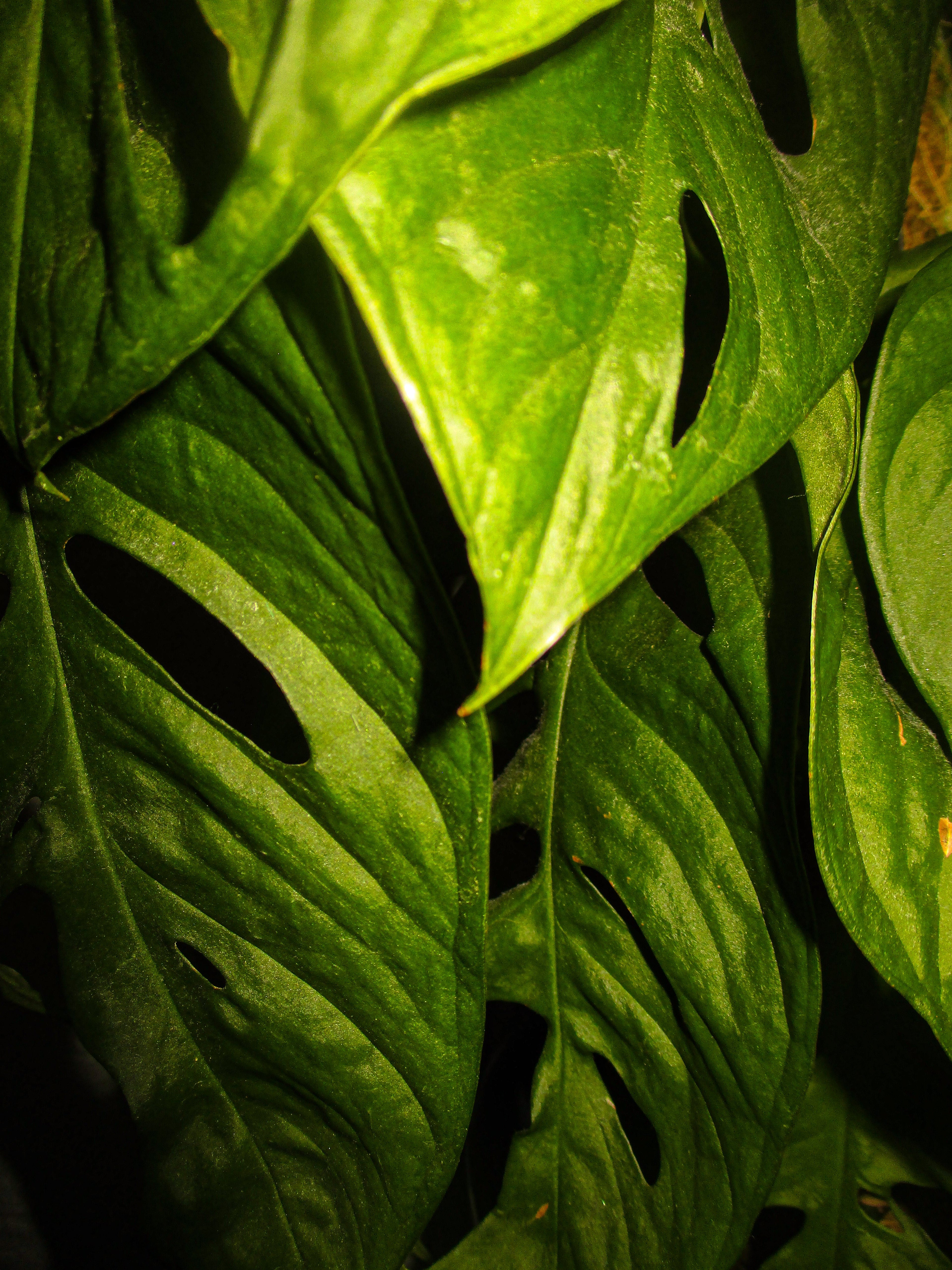 Greenery