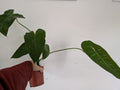 Anthurium Veitchii