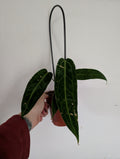 Damaged anthurium warocqueanum