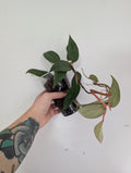 Philodendron burle marx fantasy