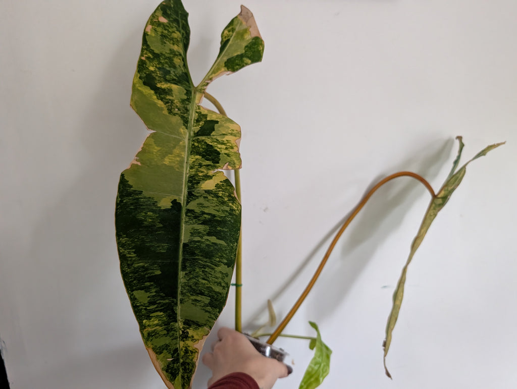 Philodendron billietiae variegated