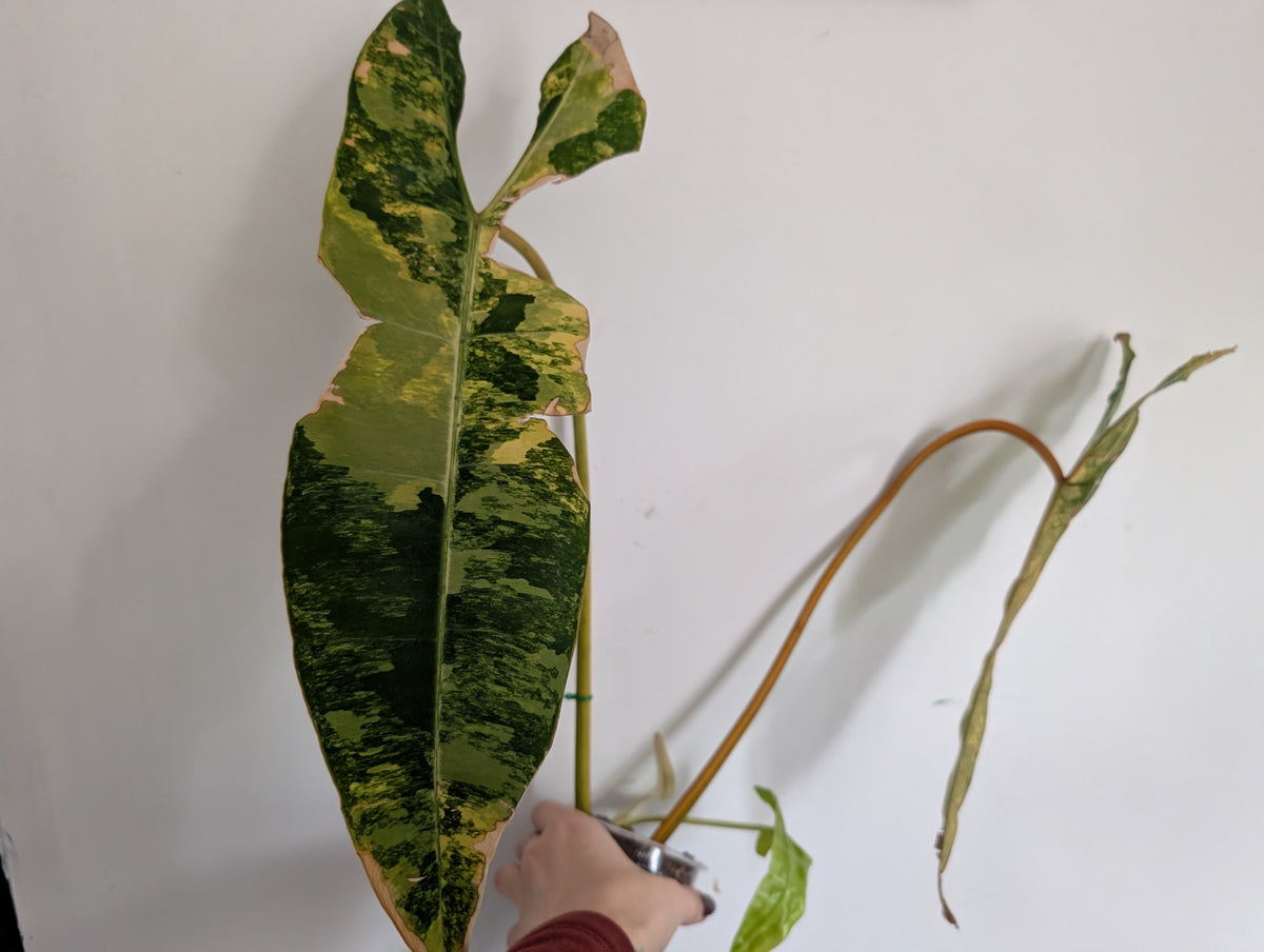 Philodendron billietiae variegated
