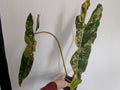 Philodendron billietiae variegated