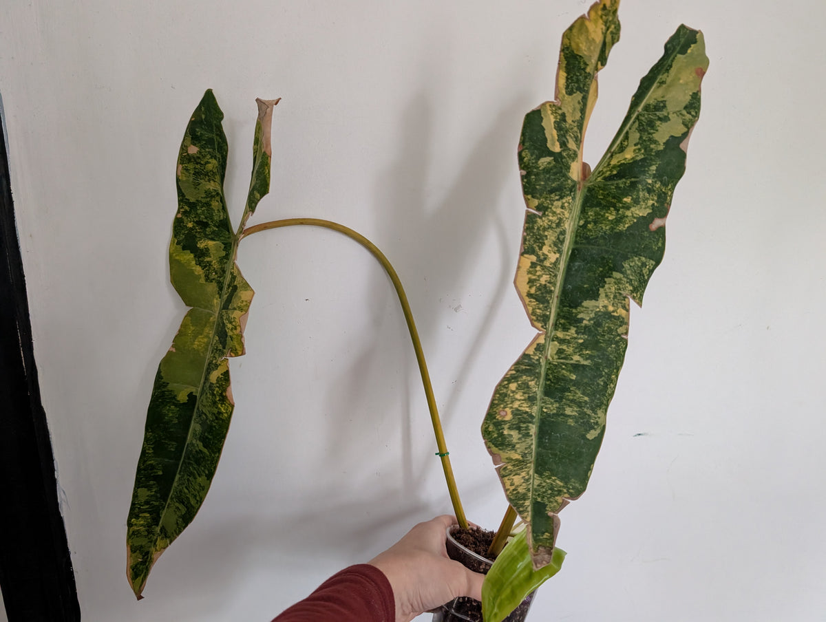 Philodendron billietiae variegated