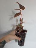 Begonia Benigo Pink