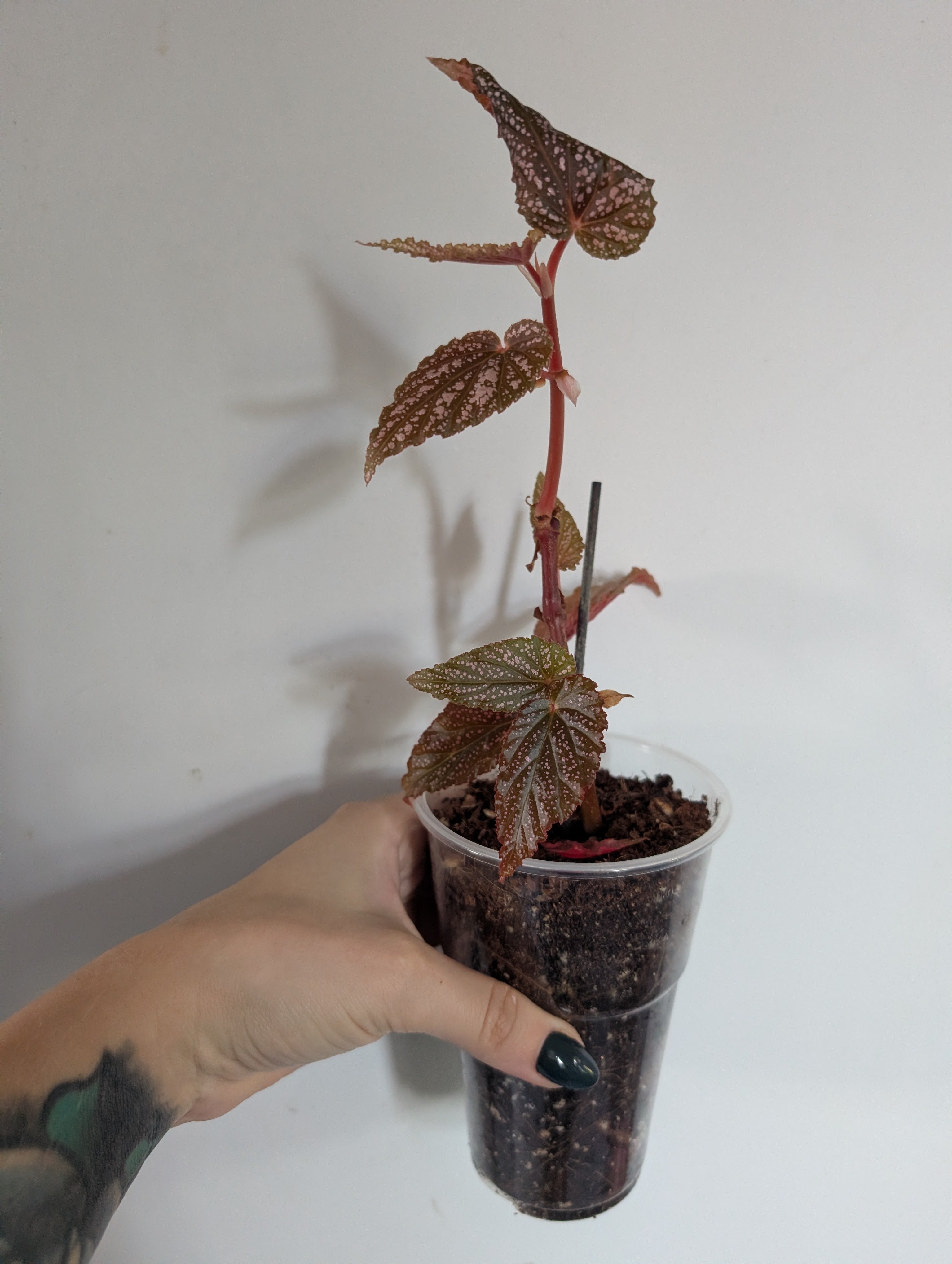Begonia Benigo Pink
