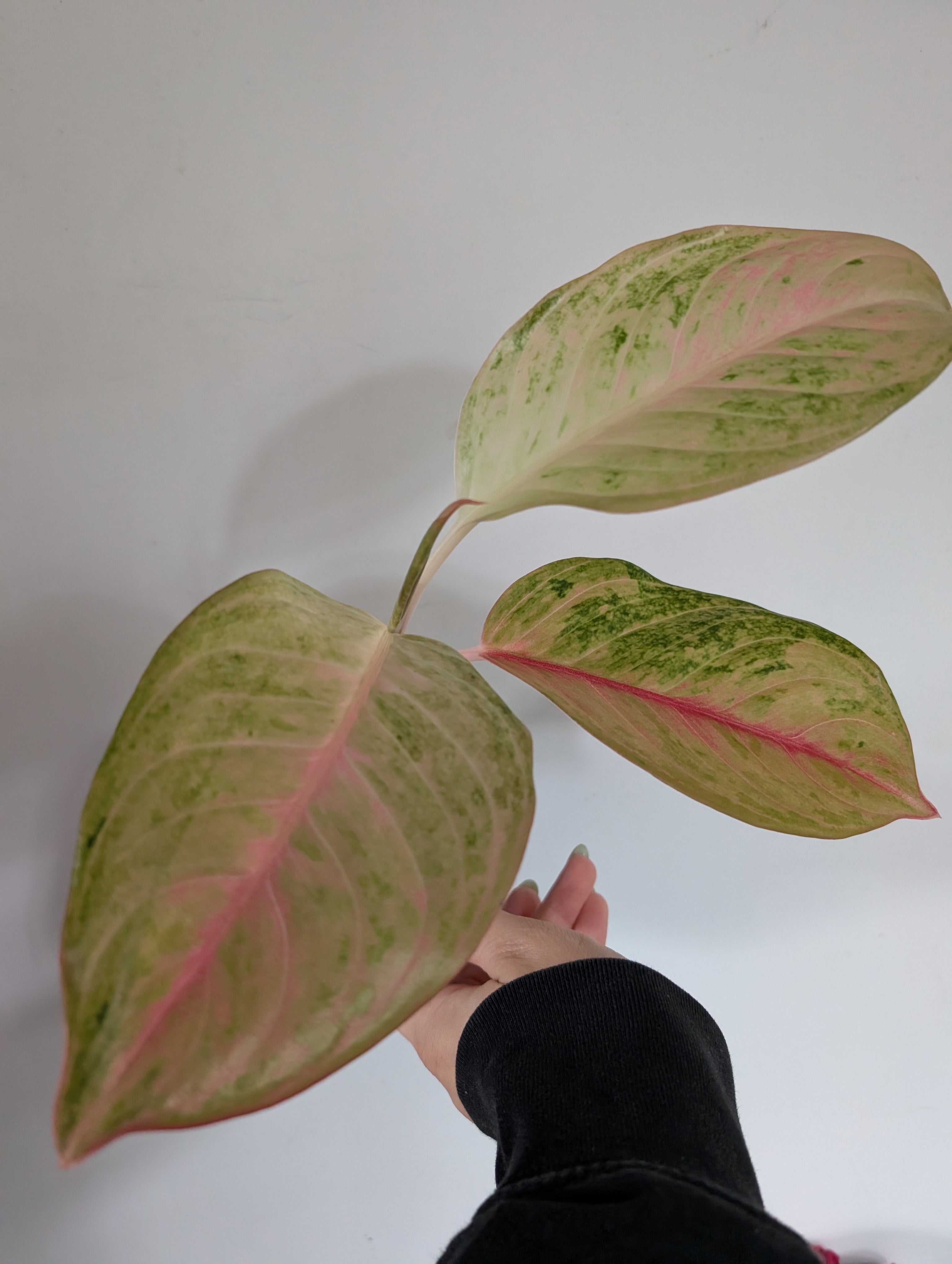 Aglaonema Grand Blossom 12cm