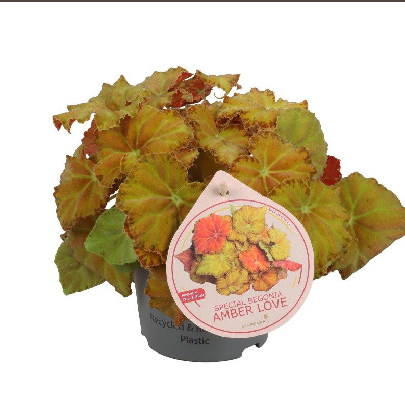 Pre-order Begonia Amber Love 13cm