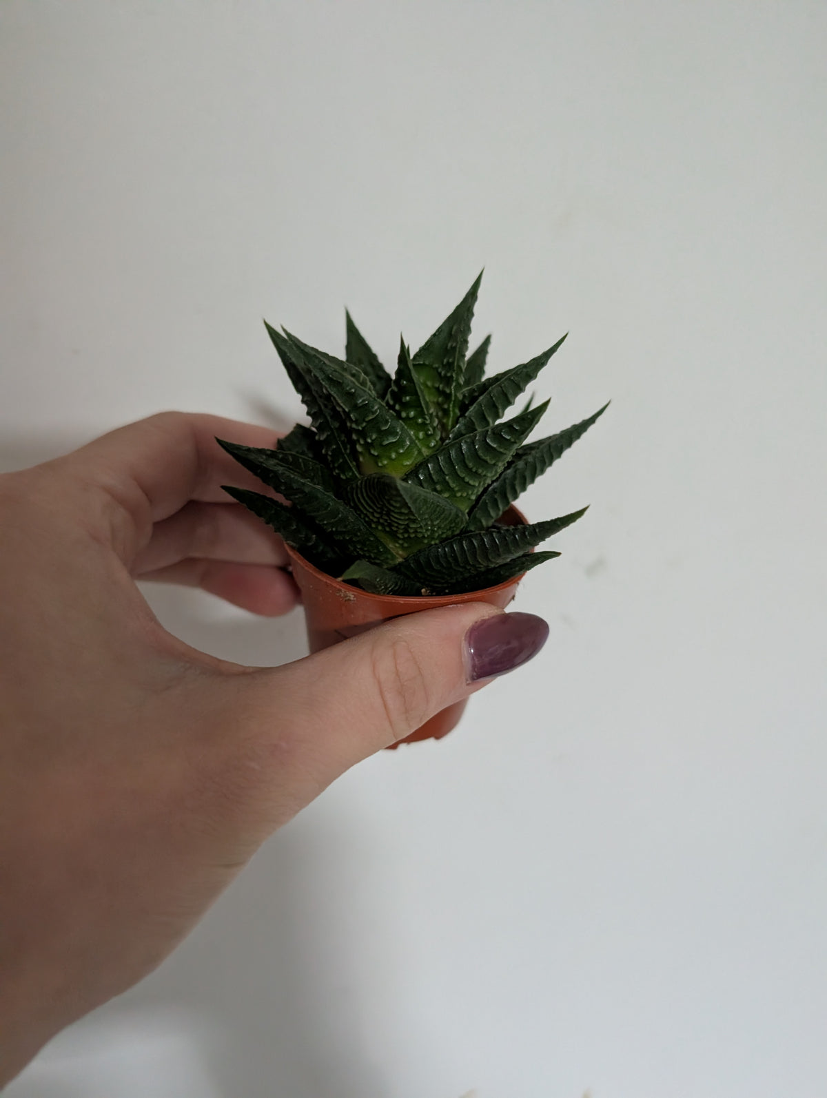 Haworthia Limifolia