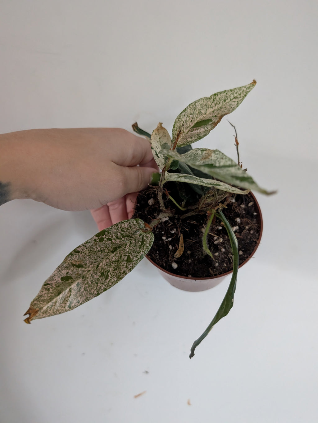 Damaged ficus Sagittata Variegated