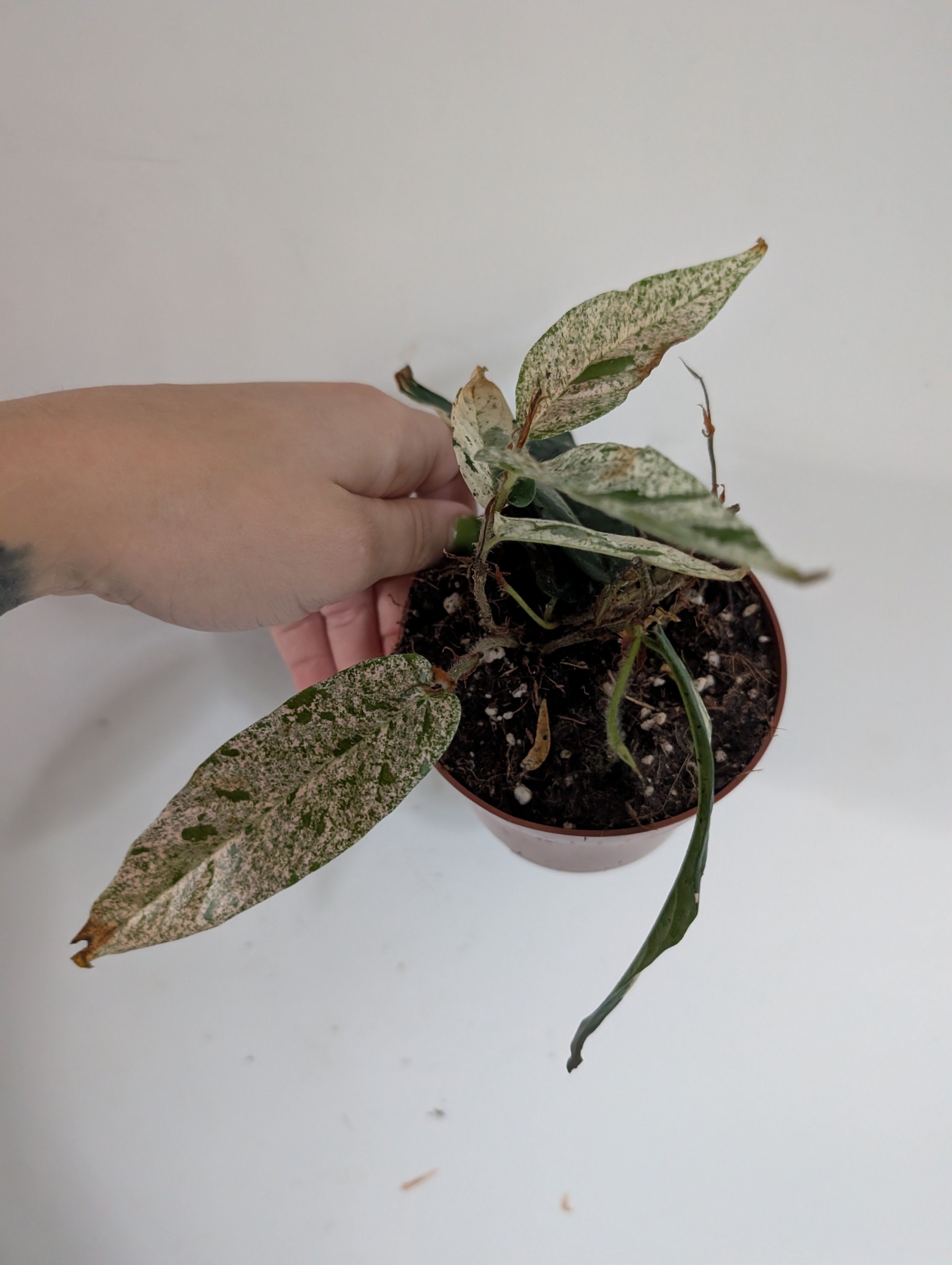 Damaged ficus Sagittata Variegated