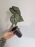 Philodendron brandtianum