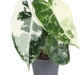 Pre-order alocasia frydek variegated 6cm