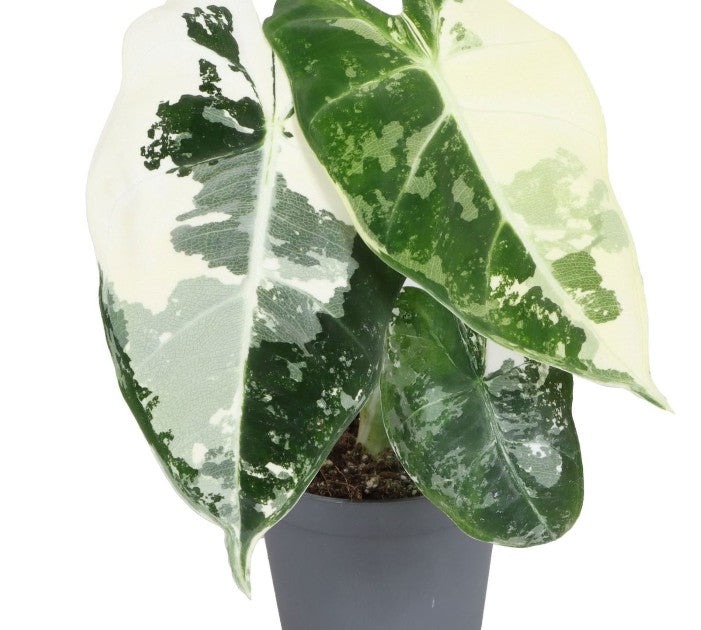 Pre-order alocasia frydek variegated 6cm