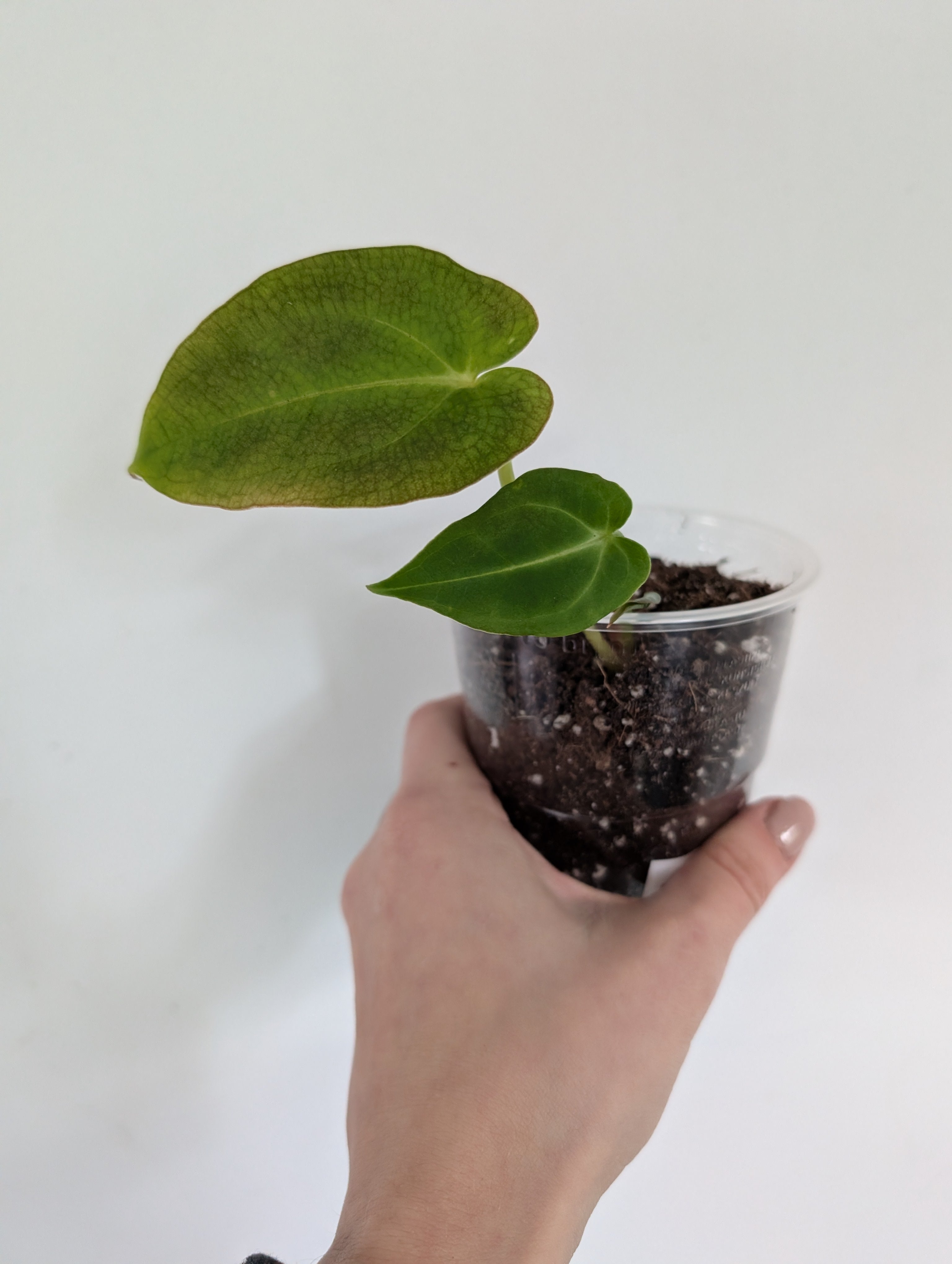 Anthurium Bessae X Forgettii