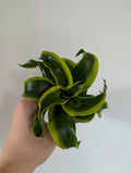 Dracaena Tornado 6cm