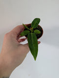 Anthurium Warocqueanum 6cm