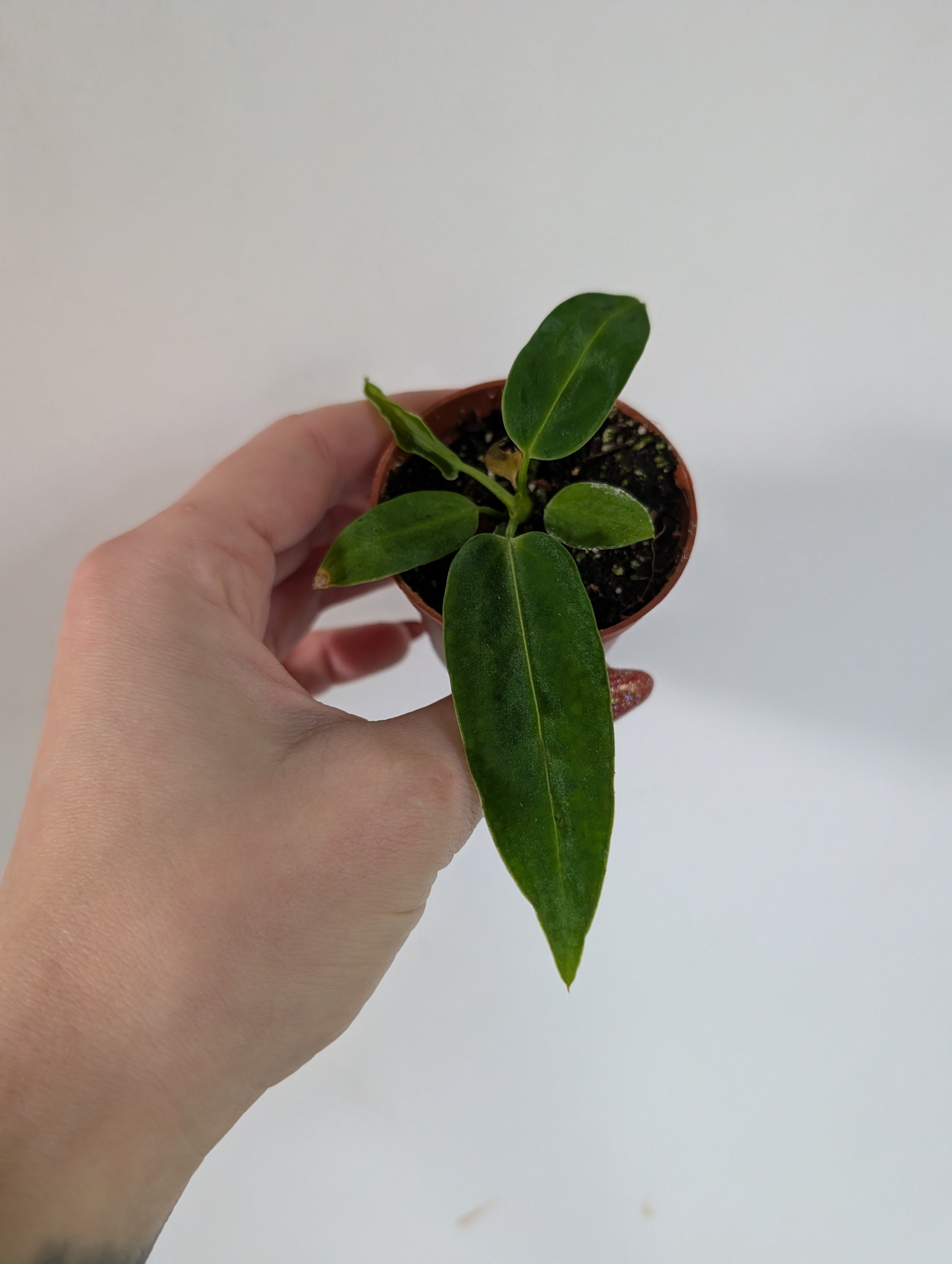 Anthurium Warocqueanum 6cm