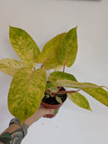 Philodendron painted lady 12cm