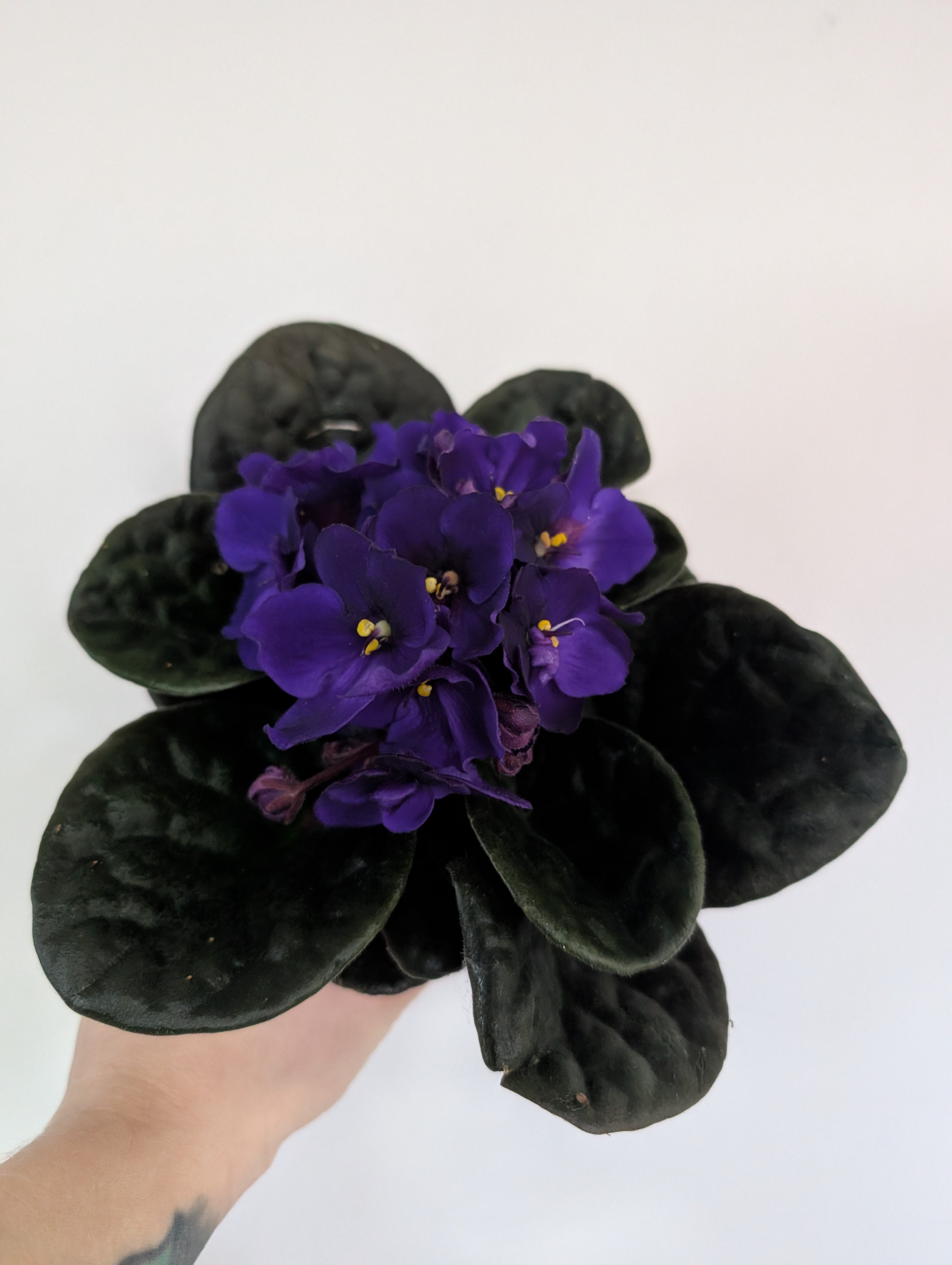 African Violet