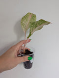 Aglaonema pepper bells