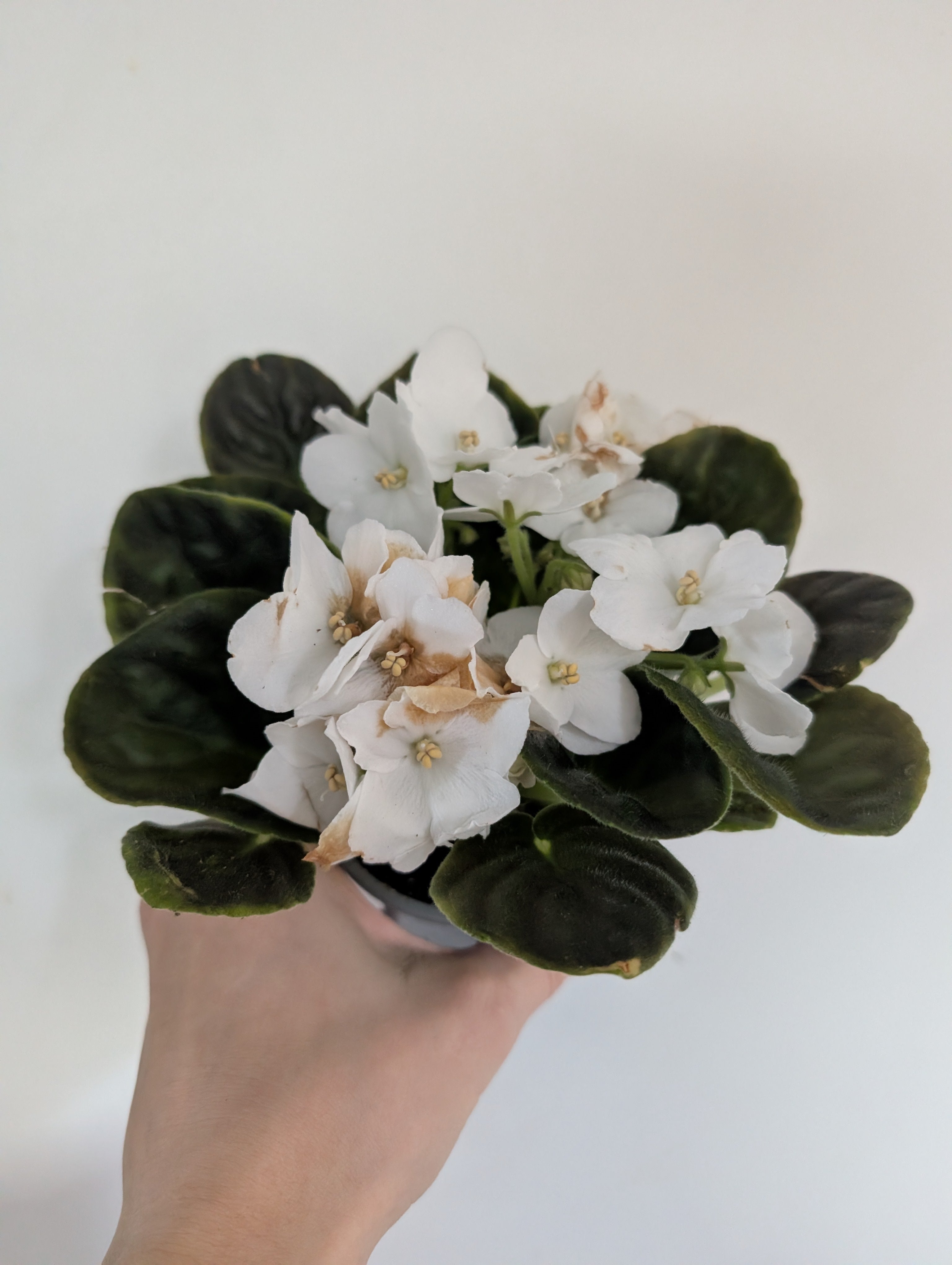 African Violet