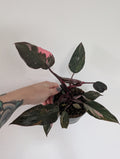 Philodendron Pink Princess