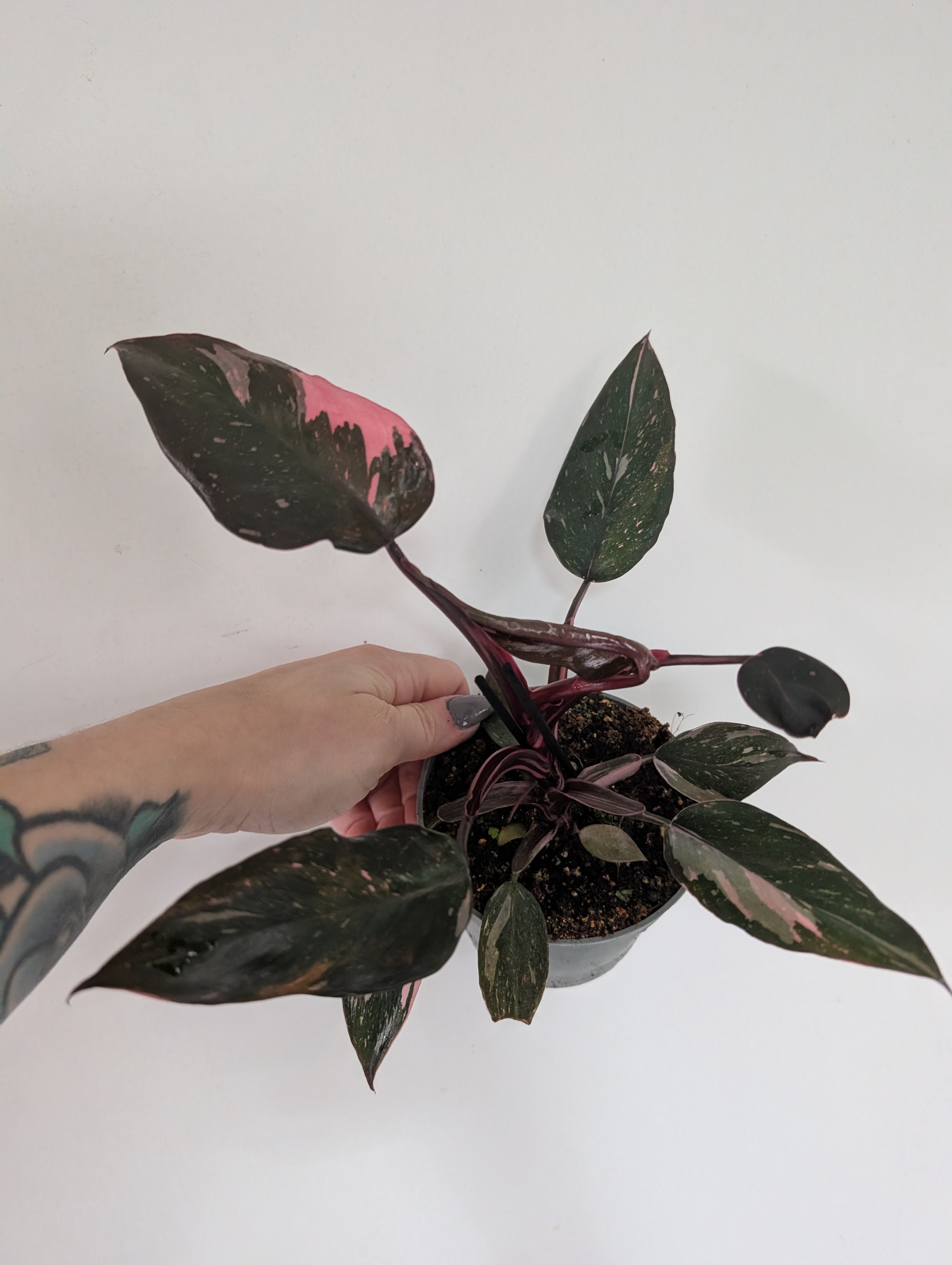 Philodendron Pink Princess