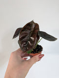Alocasia red secret 6cm