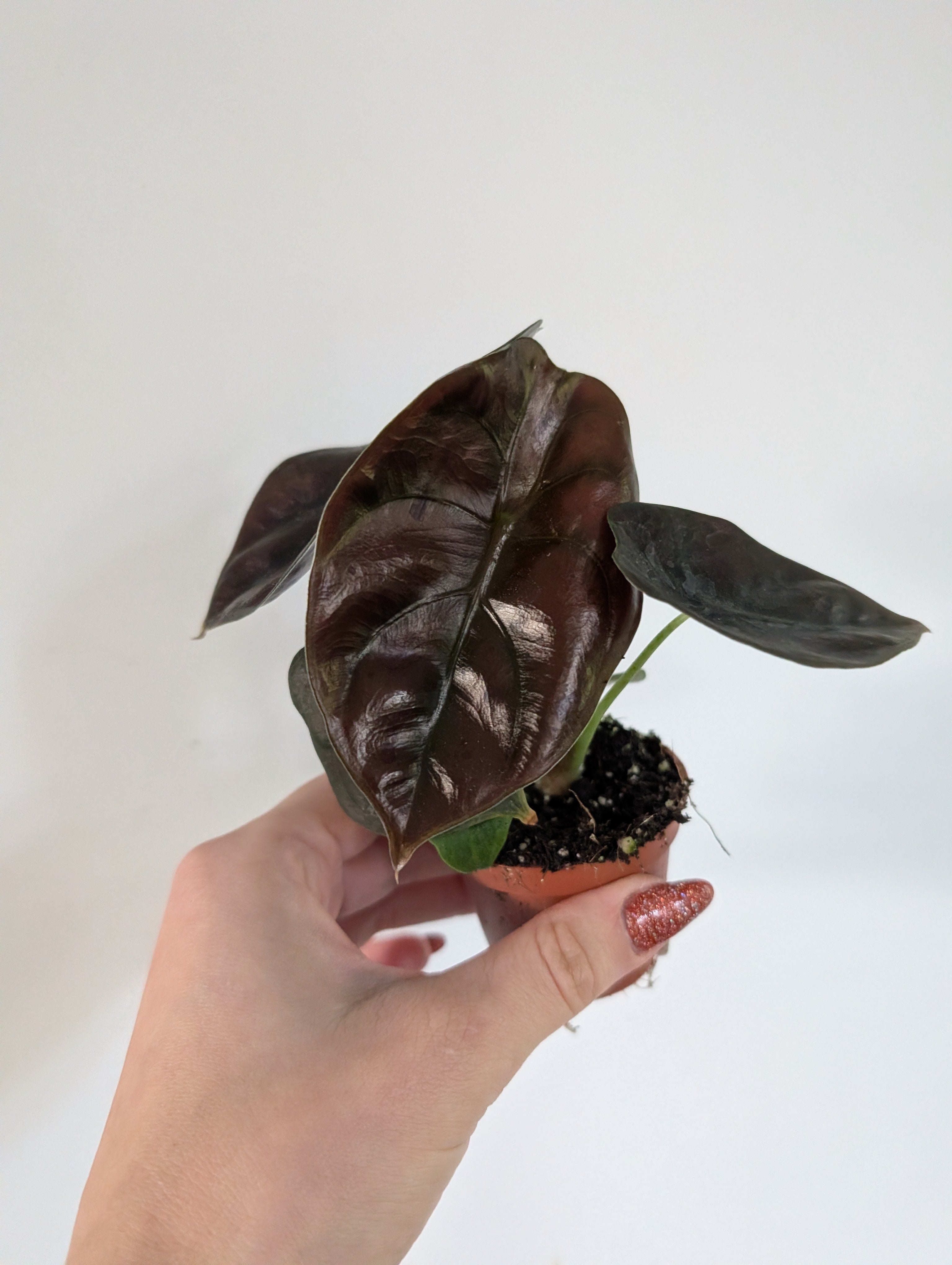 Alocasia red secret 6cm
