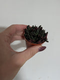 Crassula exilis