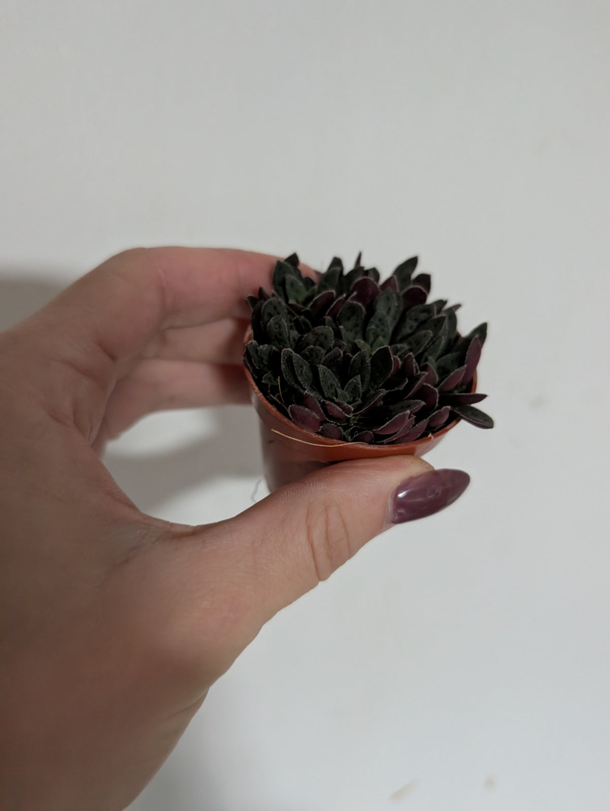 Crassula exilis