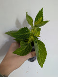 Coleus Electric Lime