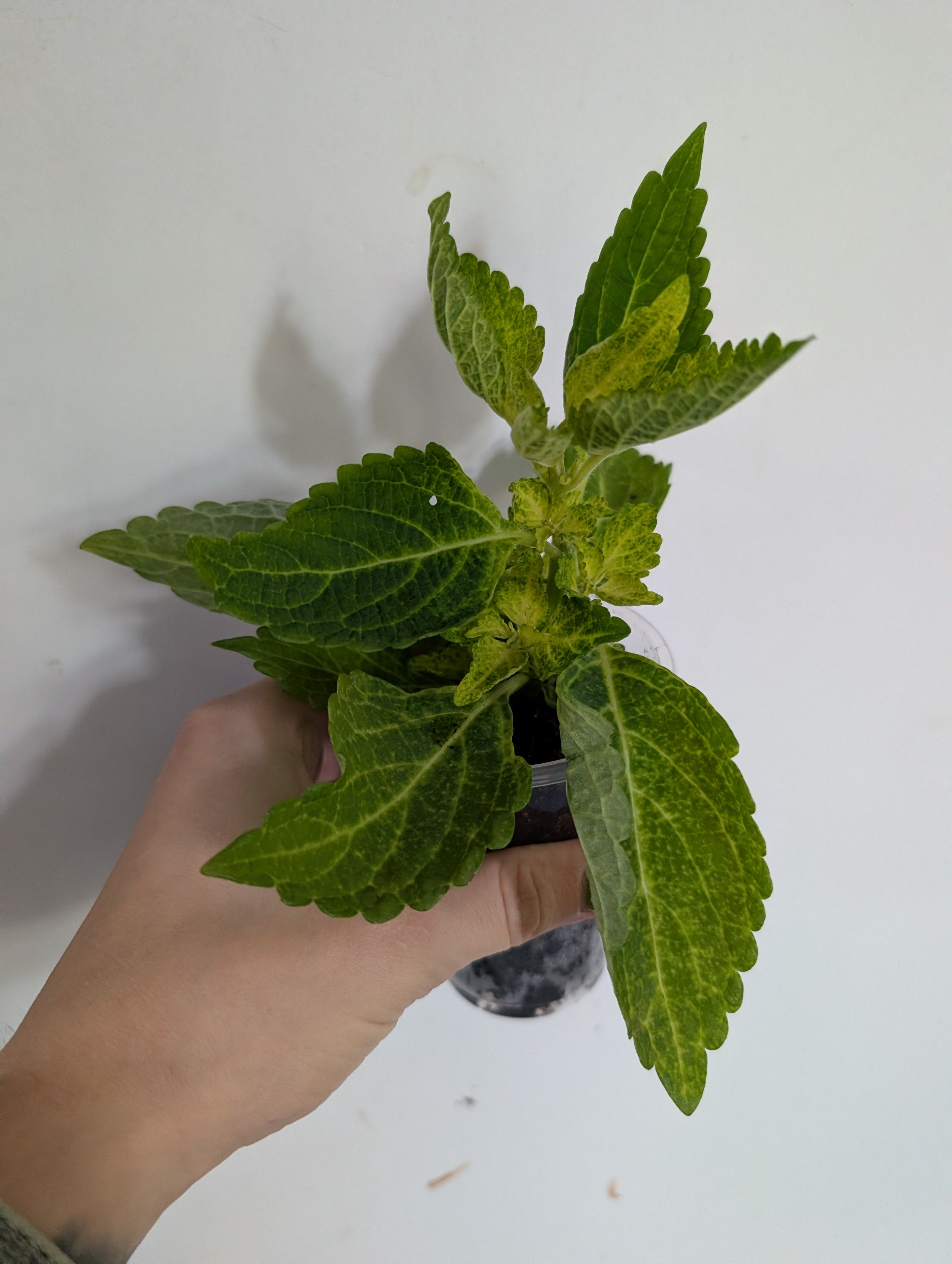 Coleus Electric Lime