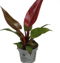 Pre-order Philodendron Sun Red 12cm