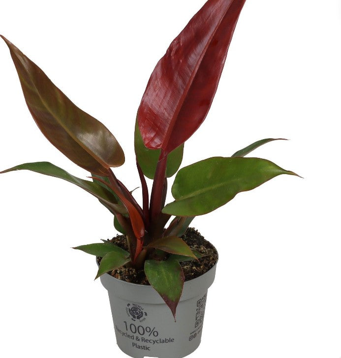 Pre-order Philodendron Sun Red 12cm