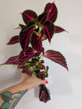 Coleus chocate covered cherry unrooted clipping in propagation pot