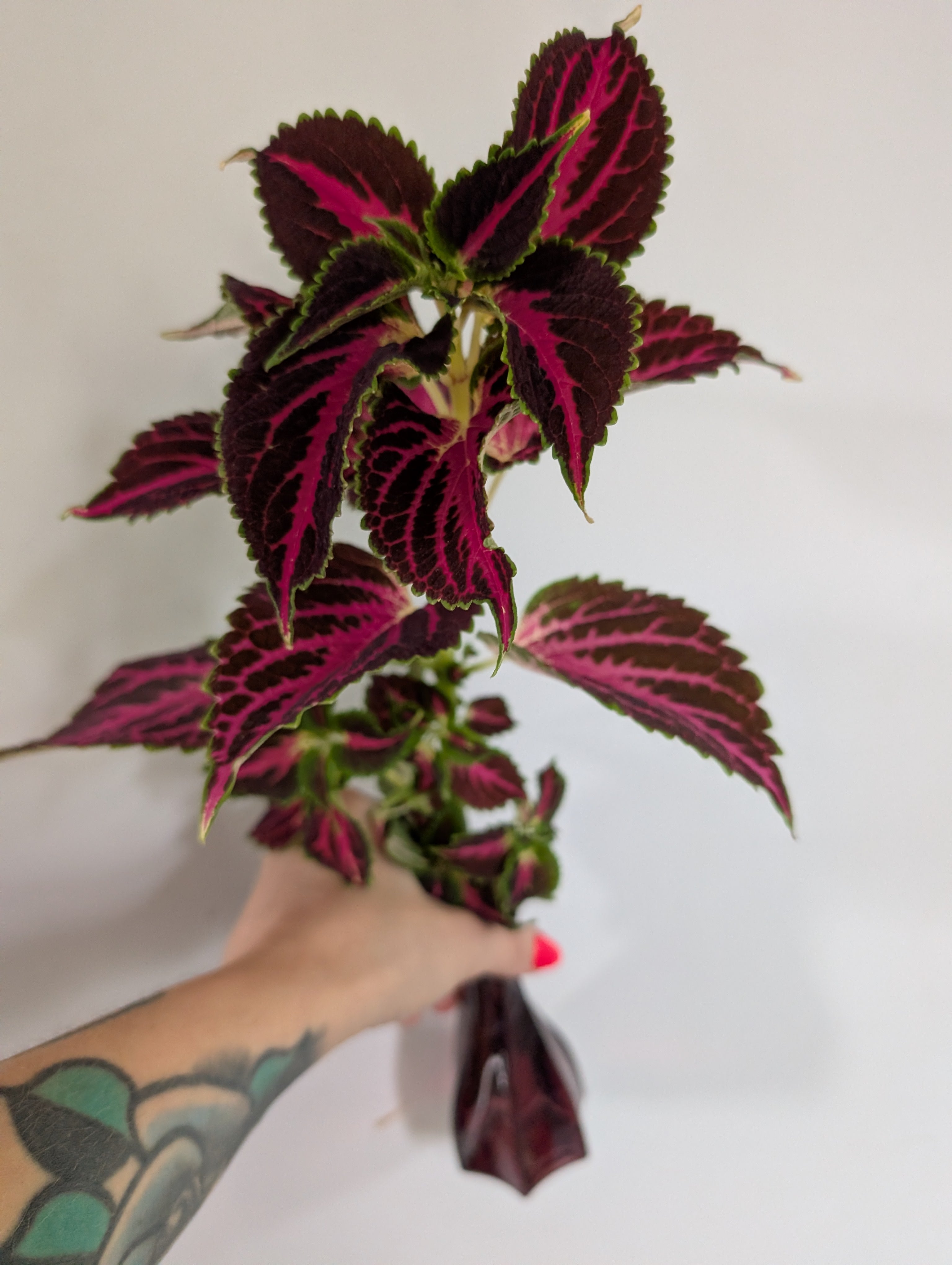 Coleus chocate covered cherry unrooted clipping in propagation pot