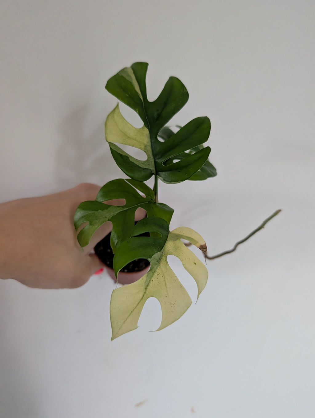 Rhaphidophora Tetrasperma Variegated 6cm