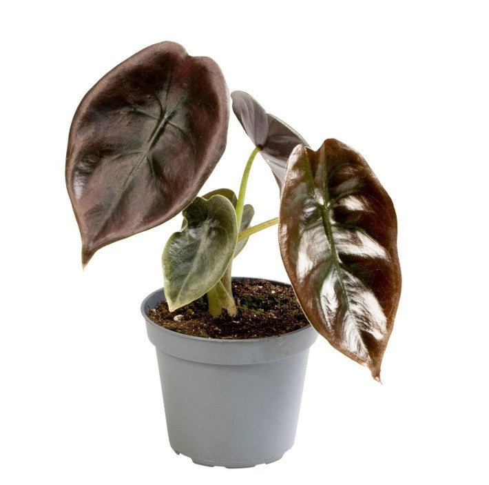 Pre-order Alocasia Red Secret 6cm