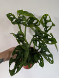 Monstera Adansonii mint 12cm
