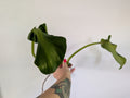 Philodendron Rugosum unrooted clipping