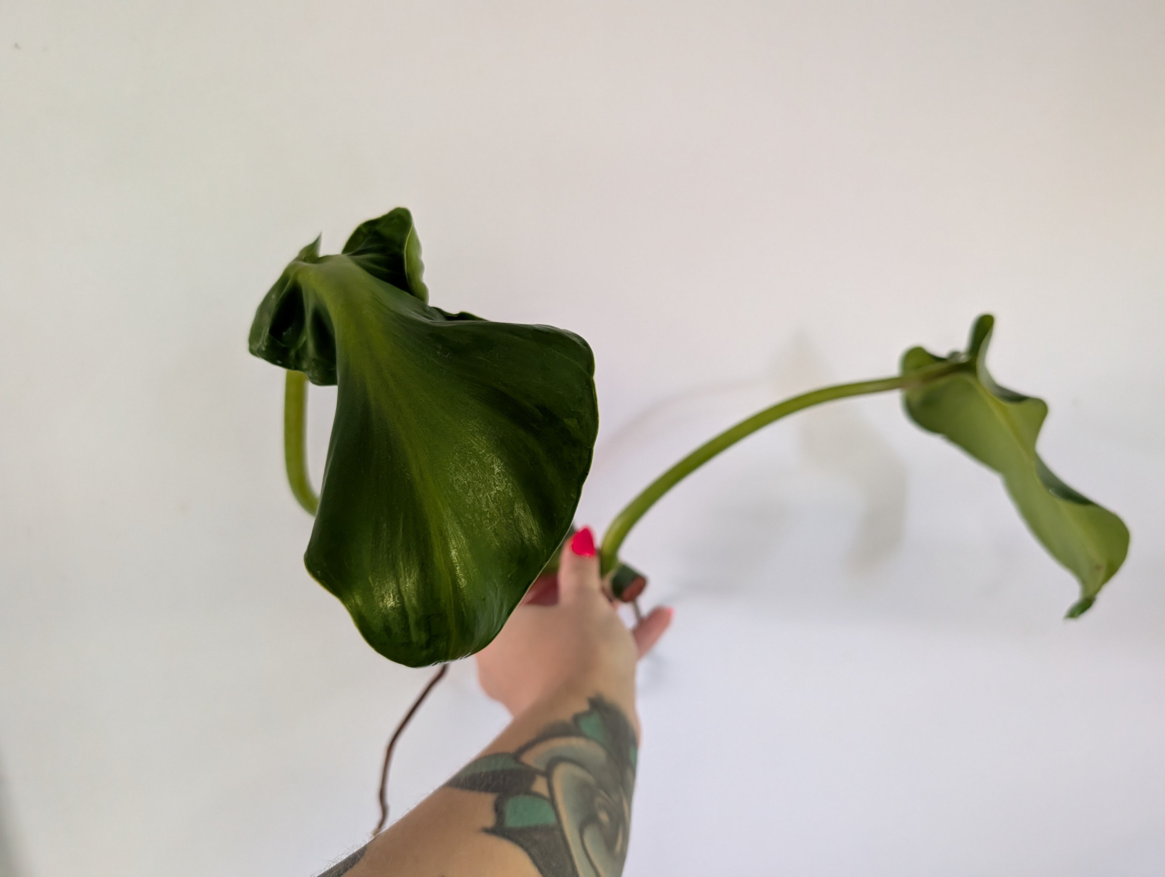 Philodendron Rugosum unrooted clipping