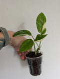 Monstera Lecheriana Variegated