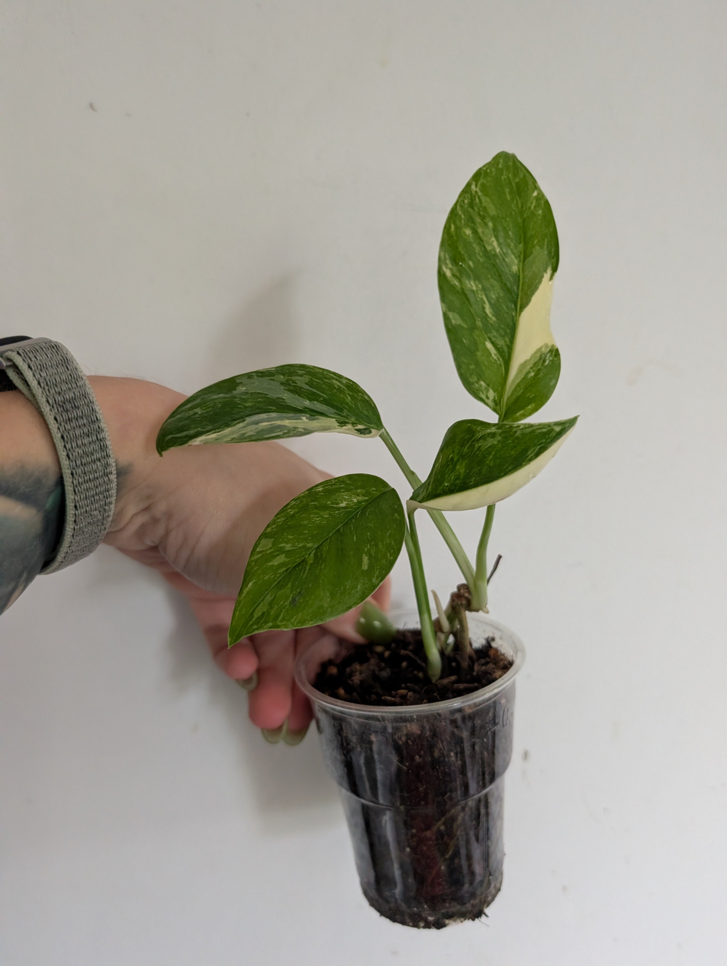 Monstera Lecheriana Variegated