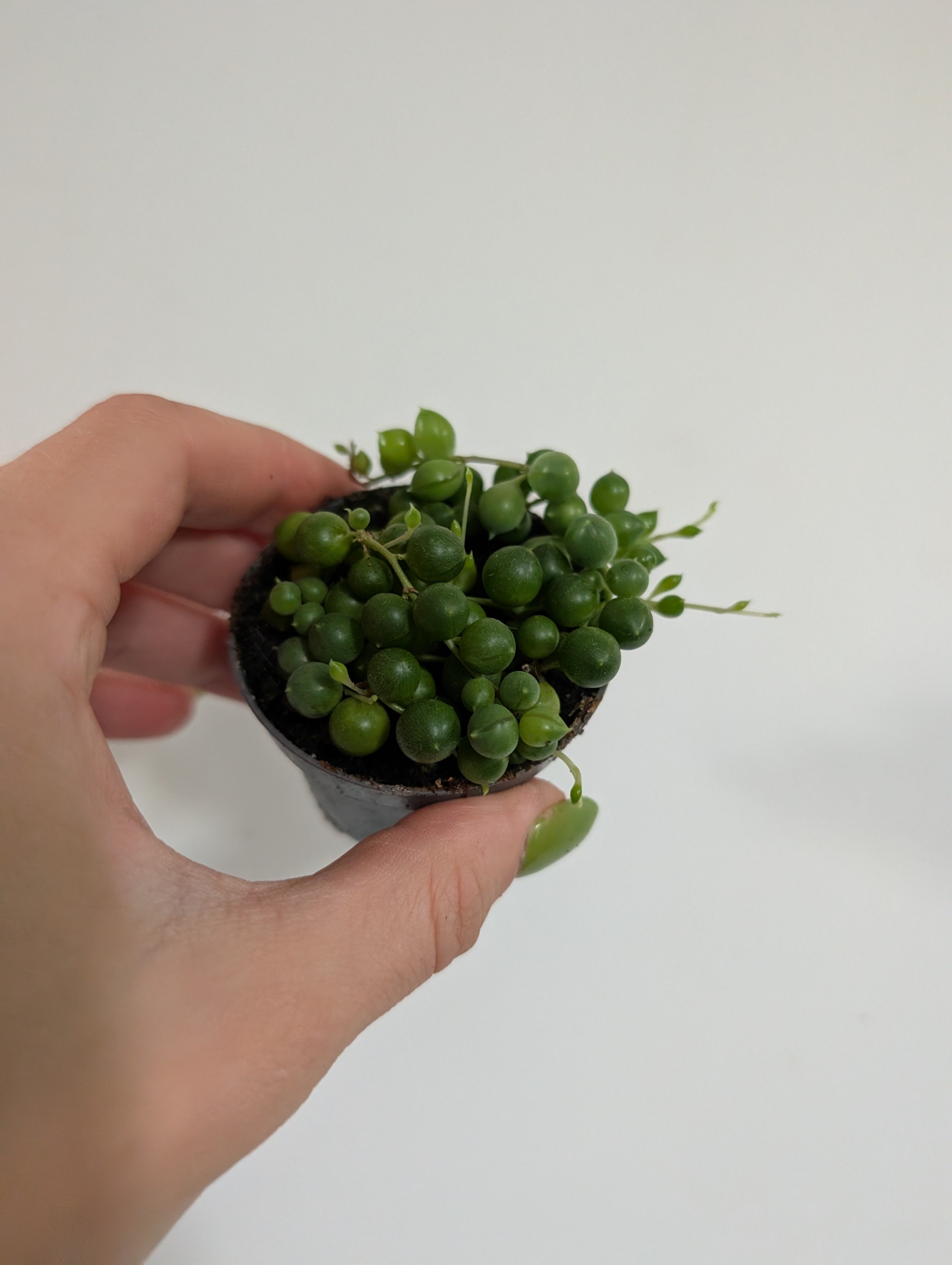 Senecio Rowleyanus 6cm