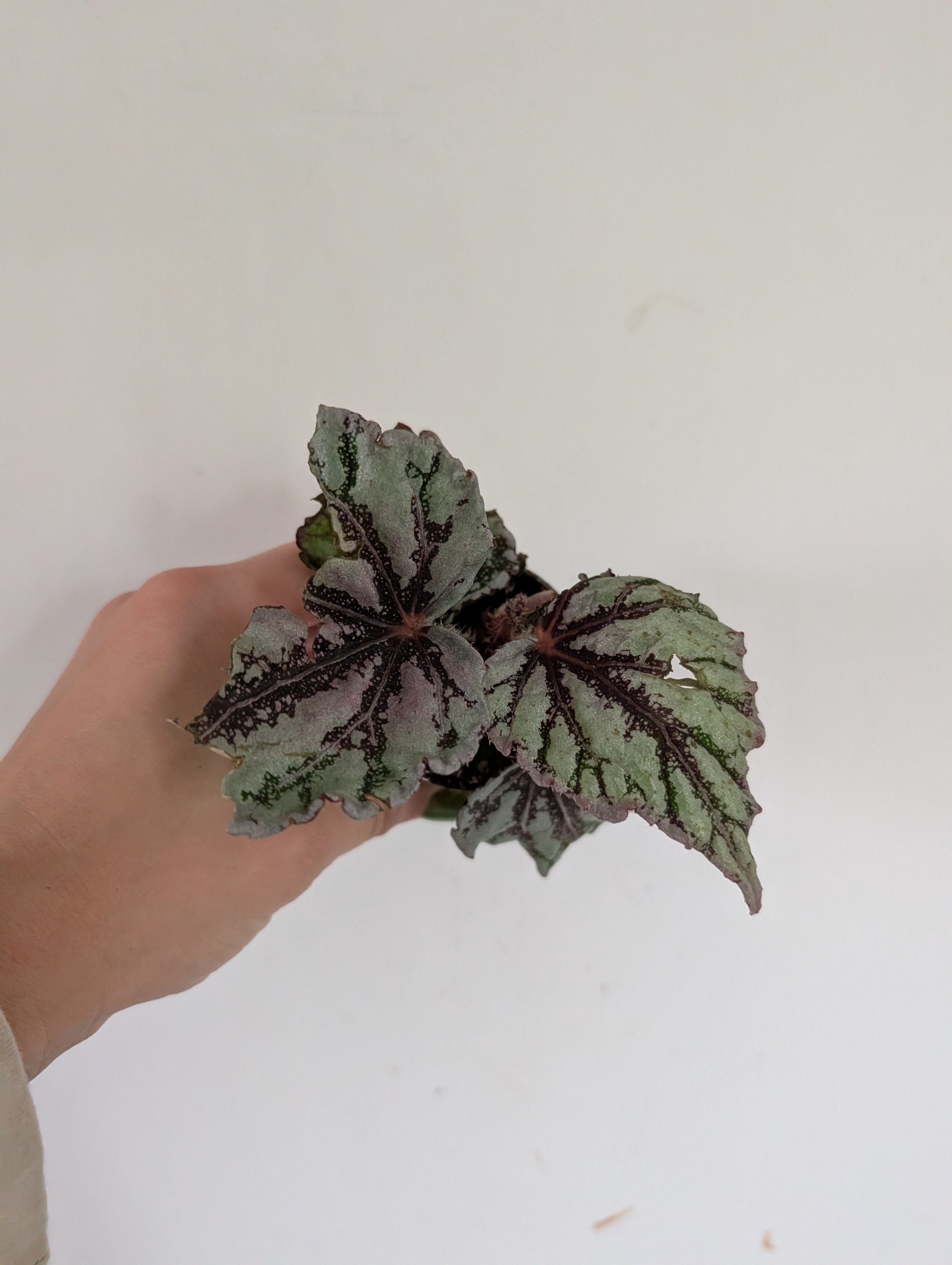Damaged begonia fedor