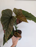 Begonia Corallina 12cm