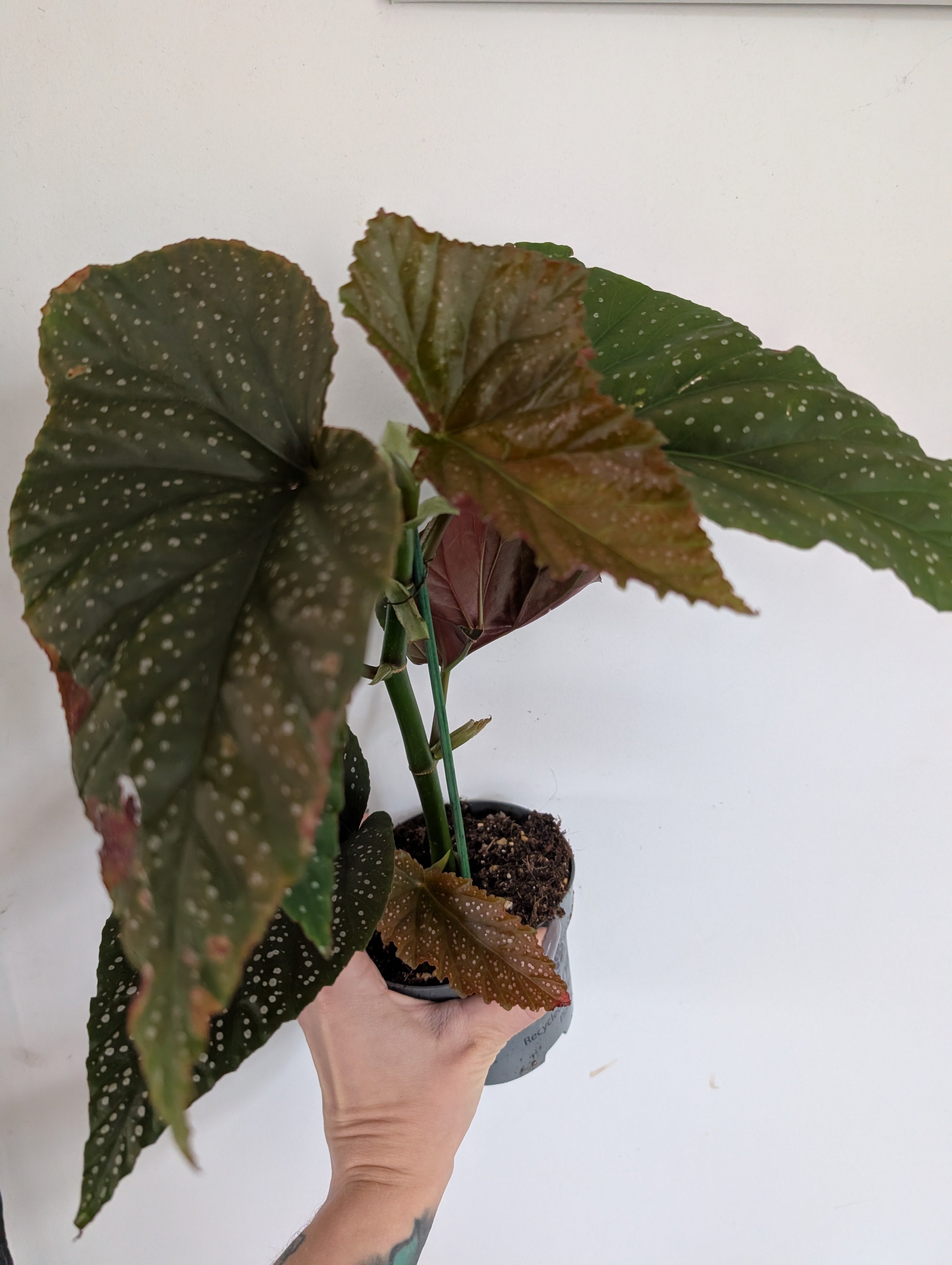Begonia Corallina 12cm