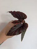 Begonia Benigo Pink 6cm